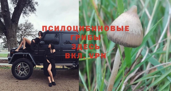 сатива Алзамай